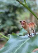Wandelwolf